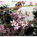 5월 4/5일 야생화 1(개복숭아, 꽃사과, 모과, 살구나무, 콩배나무, 매화말발도리, 단풍나무, 당단풍, 홍단풍, 중국단풍) 이미지