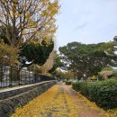 서귀포기적의도서관 | 우당도서관 제주도공공도서관 회원증 대출후기, 구내식당 3천원~6천원대 가성비 최고!