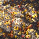 문성자연휴양림 이미지