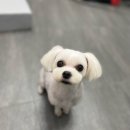 여수죽림동물병원 애견미용실 이미지