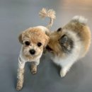 레츠개릿 이미지