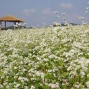 밀밭농장 이미지