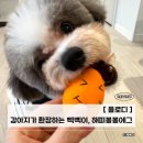퍼피봉봉 | 강아지가 계속 물고 노는 강아지장난감공 삑삑이장난감 | 해피봉봉에그 내돈내산 후기