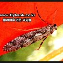 패러슈트(parachute) 이미지