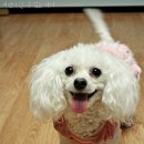 강아지 뷰티 이미지