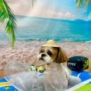 보노도그 이미지