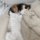 냥만미용실 이미지