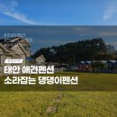 소라잡는댕댕이
