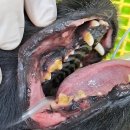 박물관옆동물병원 이미지