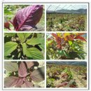 아마란스 이미지