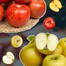 대용 농장 이미지