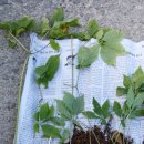 심마니 산약초 이미지