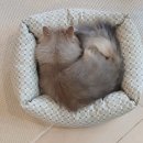 13번째고양이 | 13번째고양이, 고양이 카페 첫 도전 후기