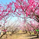 매화 태양광발전소 이미지