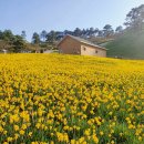 진영농장 | 지리산 치즈랜드 수선화 / 개화상태 및 포토존+요거트 후기