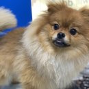 포일동물병원 이미지