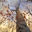 숲의 아름다움을 사진으로 남기는 작가 이미지