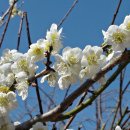 최진사댁 이미지