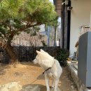 카페지즈