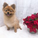 몽글 몽글 이미지