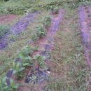 철주농장 이미지