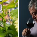 샤또나드리 이미지