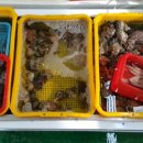 주전 활어회직판장 이미지