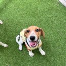 하이바이 분양소 이미지