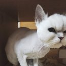 뮤동물병원 이미지