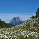 야생화 만발한 Trans-CANADA Hwy[1번 고속도로 : 7.25] 이미지