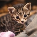 헤어볼하우스 이미지