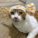 고양이 모자 이미지