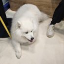 개 친절 펫택시 이미지