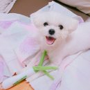 갖고파인형 이미지