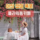 안젤라플라워 | 천안 아산 장미 명소 플라워돔 카페에서 안젤라 장미폭포 배경으로 인생샷 찍기