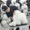 애견미용 이미지