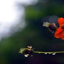 속삭이는 바다 이미지