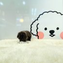 귀여몽