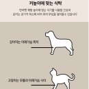 헬로우펫 | 헬로우펫 강아지 고양이 밥그릇 물그릇 식기 내돈내산 후기 :)