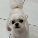 초원애견샵 이미지