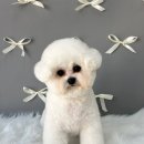 댕댕박사 | 💖 대구 중구 댕댕박사의 다섯번째 일기 💖