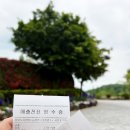 순천만 목향