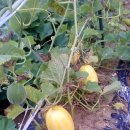 채은농장 이미지