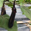 솔티농장 이미지