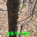 두곳 타지역 상황버섯 산행.272 (일찍귀가) 이미지