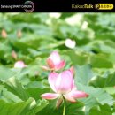 연꽃이야기 이미지