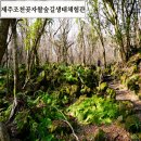 선흘 언니네 | 조천 겨울곶자왈숲길 곶자왈생태체험관 제주도여행필수코스