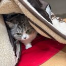 24시 안박동물병원 이미지