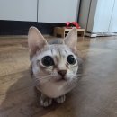 실버캐슬 캐터리 이미지