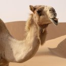 낙타 이미지